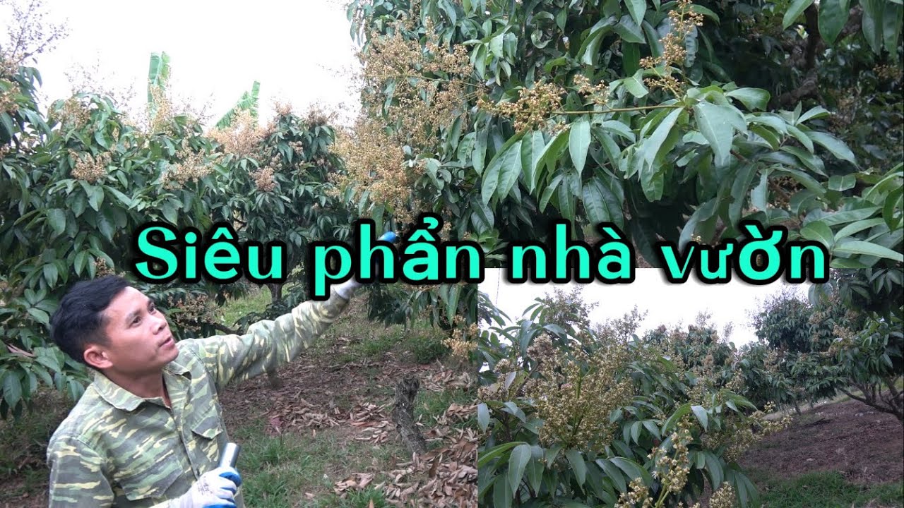Chăm sóc vải u hồng sau tàn hoa vụ mùa 2026