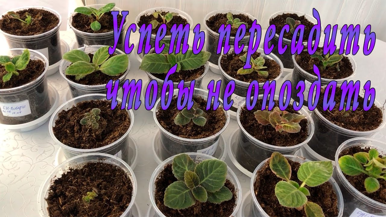 Успеть, чтобы не опоздать пересадить