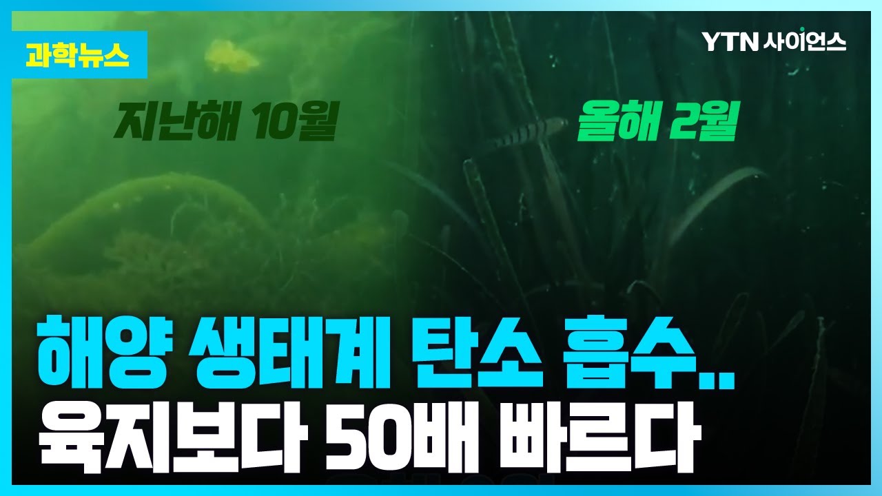[과학뉴스] 축구장 32개 넓이 해초지와 염습지 추가 복원 / 23.05.22