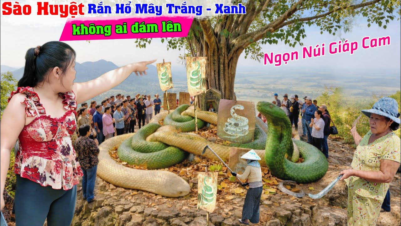 Rợn người tìm thấy sào huyệt rắn hổ mây con trắng con xanh khổng lồ ai cũng sợ ngọn núi giáp Cam