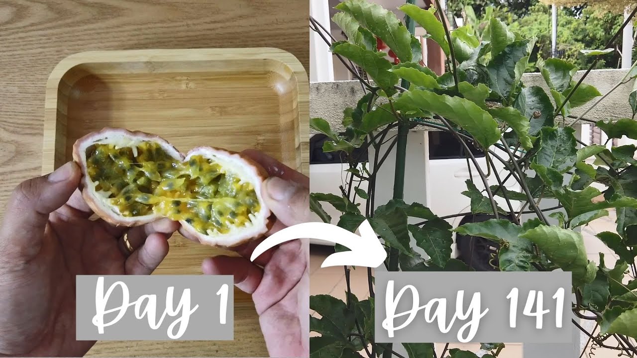 Growing passion fruit from seed ( 0 to 4.5 months)