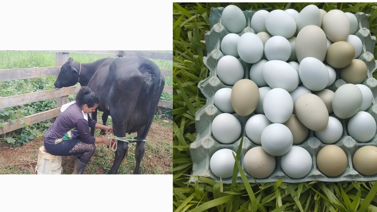 Tenho ovos azuis e verde de poedeira?+tirei leite. 🥛
