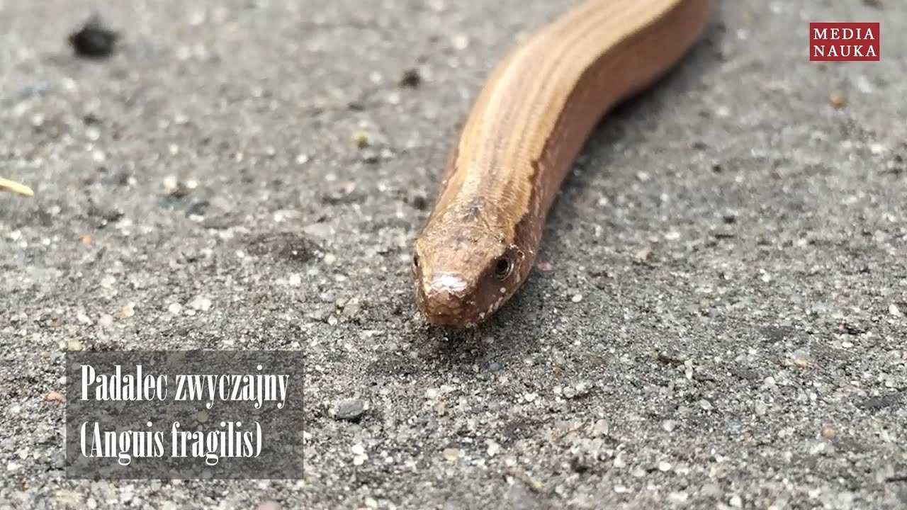 Padalec zwyczajny