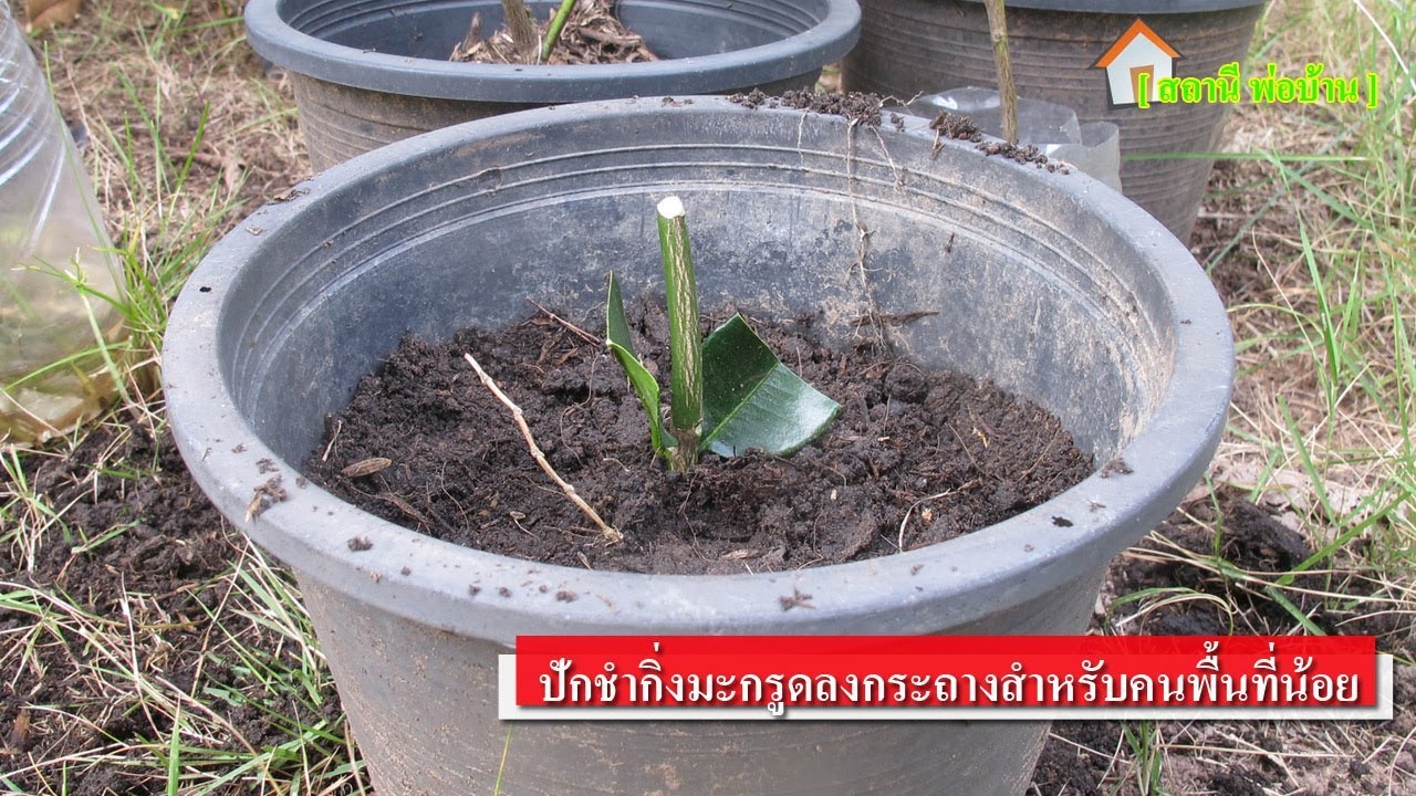 ปักชำกิ่งมะกรูดลงกระถางสำหรับคนพื้นที่น้อย