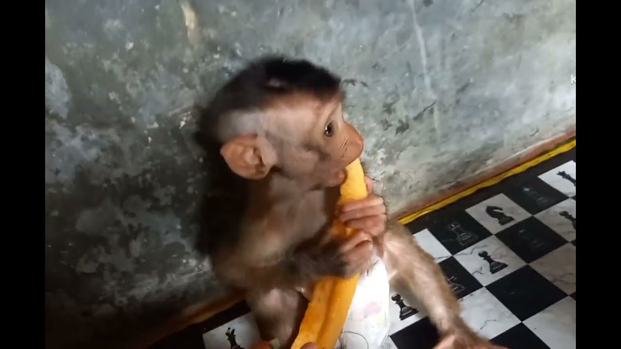 Anak beruk udah bisa makan sendir
