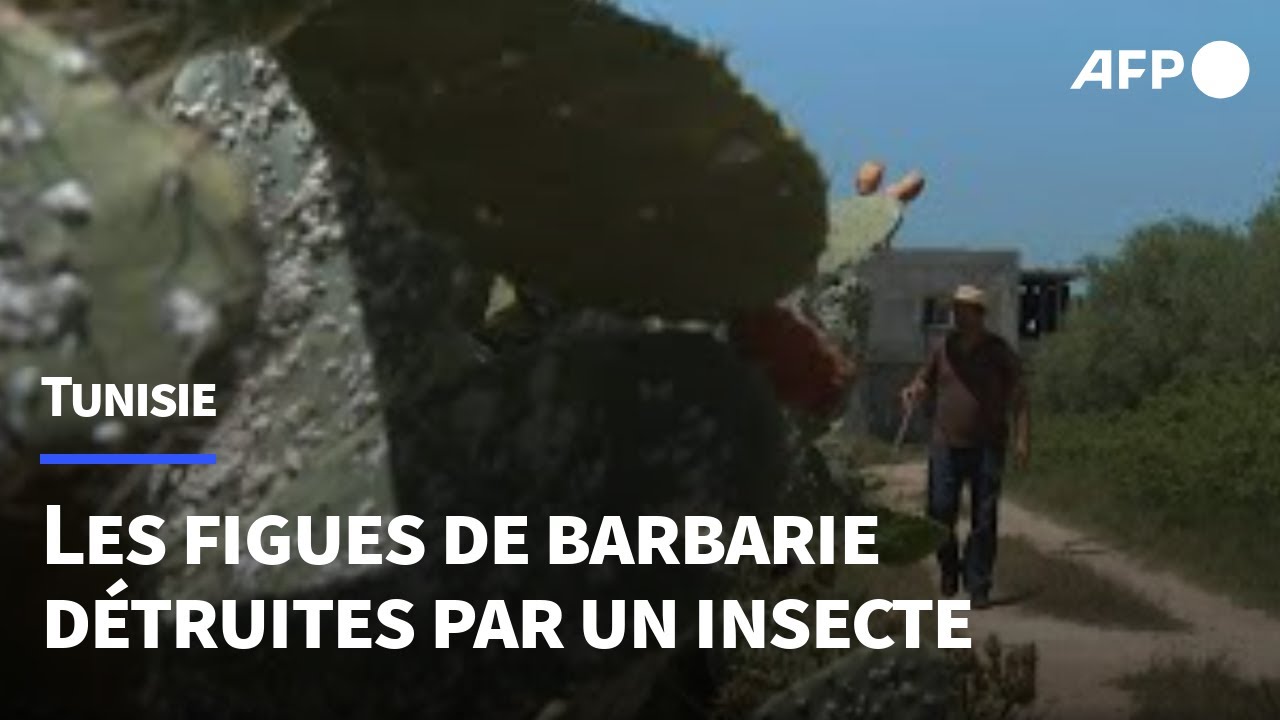 En Afrique du nord, les précieuses figues de barbarie décimées par un insecte | AFP
