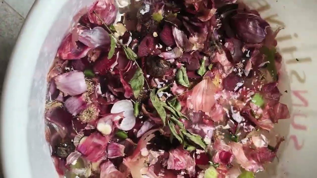  மேஜிக் உரம் 🌈✨🌹கொத்து கொத்தாக😍🌿 பூத்த ரோஜா   🌹🌺🥀 ✨🌈 /rose plant magic fertilizer