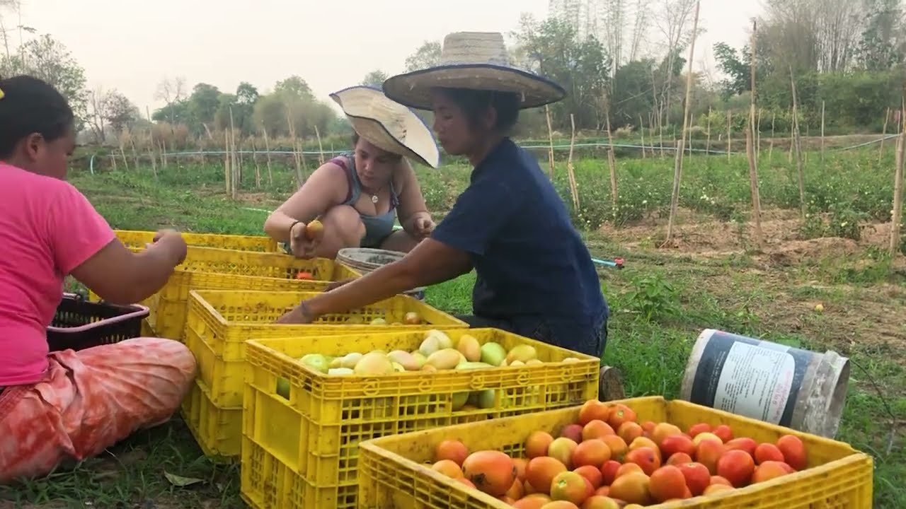 Suwan Organic Farmstay Udon Thani... Écotourisme et permaculture tropicale