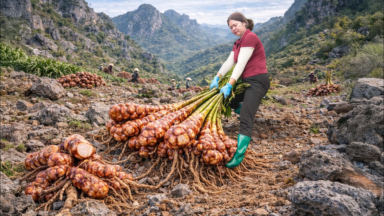 Harvesting Wild Galangal Roots – Villagers Rush to Buy, SOLD OUT at Market!
