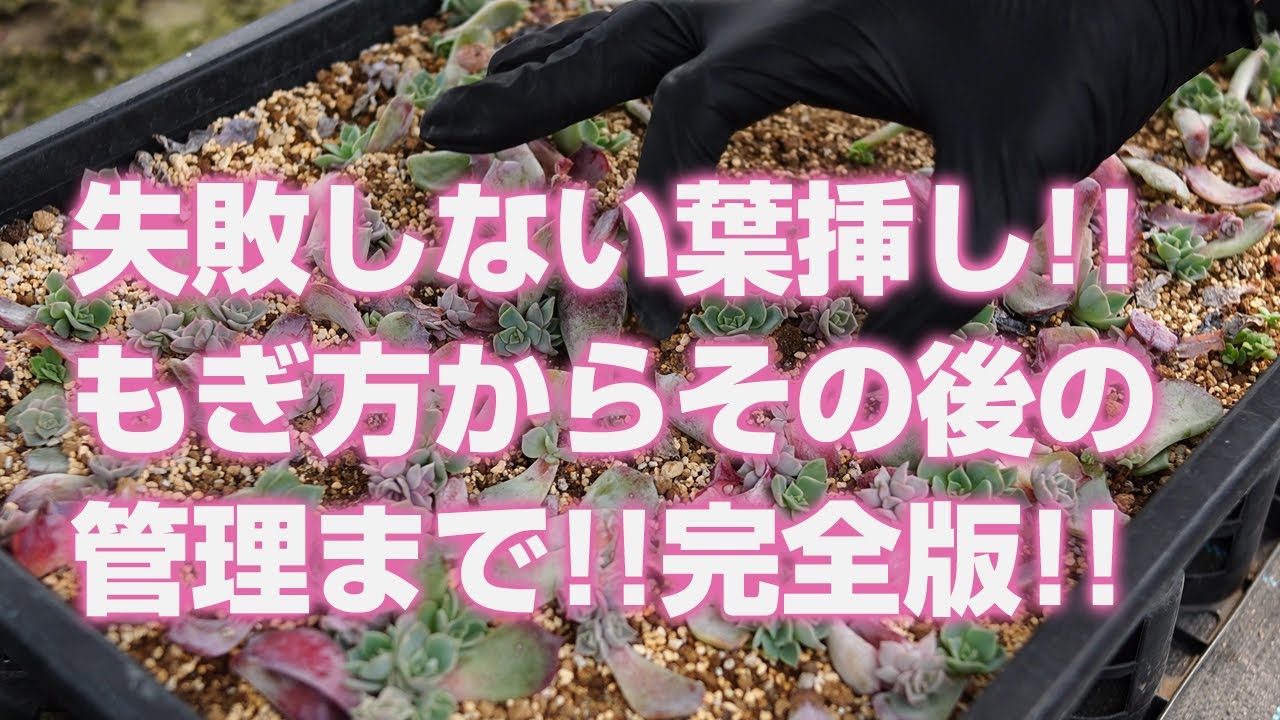 【多肉植物】これさえ見れば大丈夫!!失敗しない葉挿しのやり方!!もぎ方からその後の管理まで!!完全版!!【succulent】トロピカルガーデン