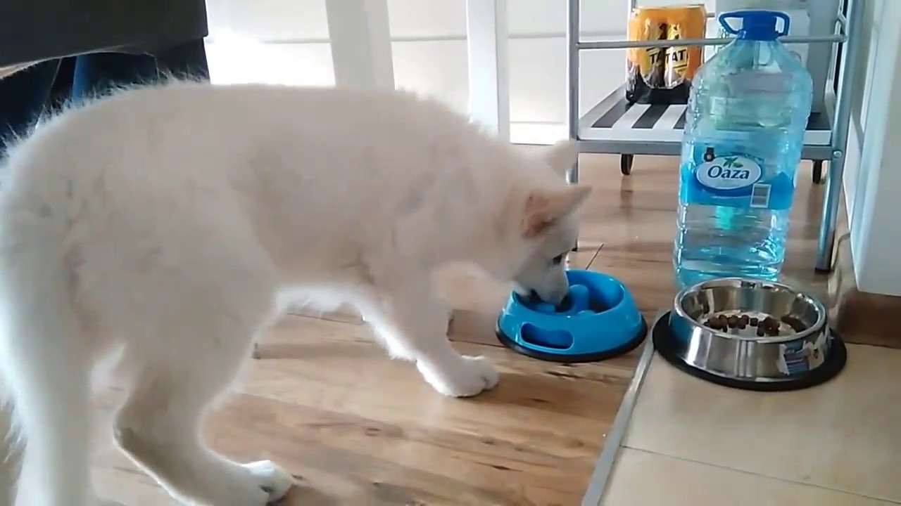 Mały owczarek szwajcarski szczeka na nową miskę do karmy