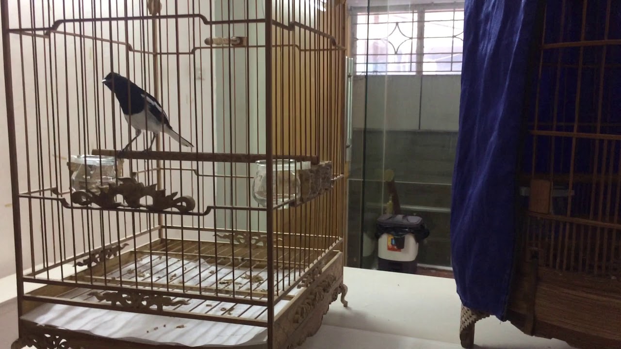 C&aacute;ch chọn chim ch&ograve;e than mộc, bổi - rất cần đối với người mới chơi chim
