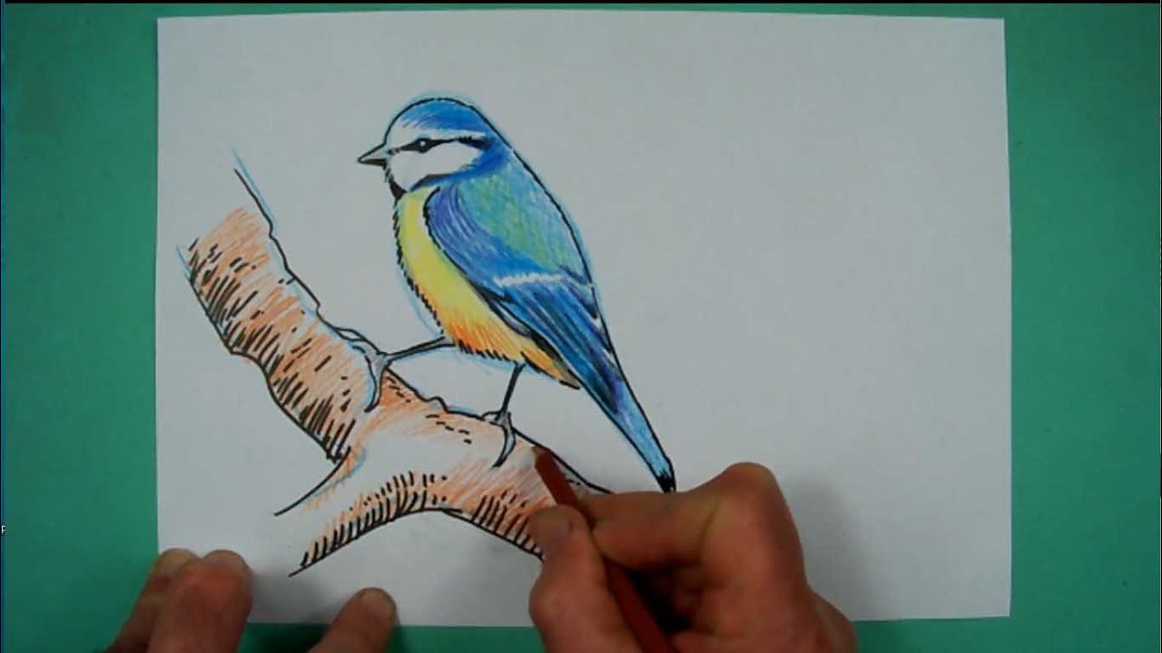 Wie zeichnet man eine Blaumeise? Zeichnen NICHT NUR für Kinder.