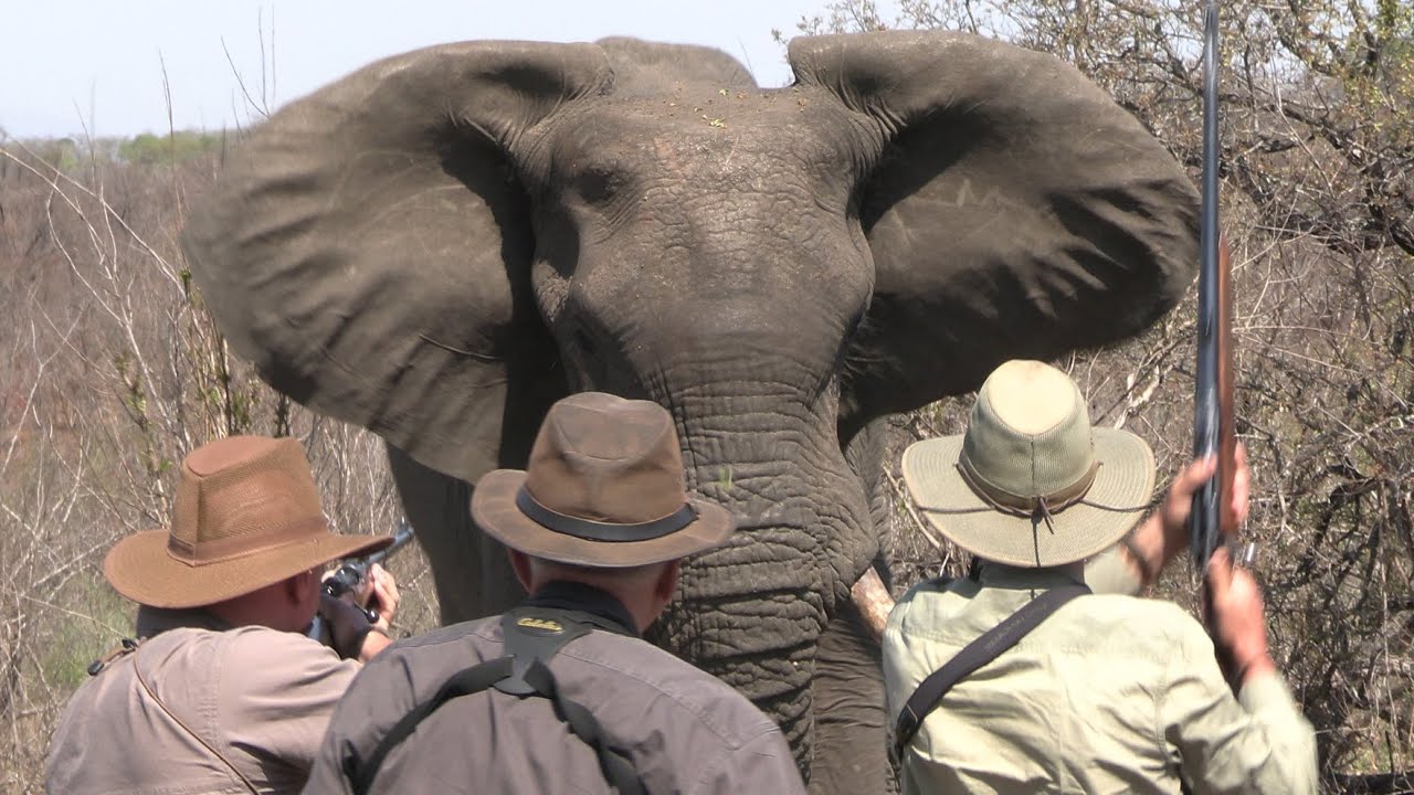 Elephants on foot! (Mock Charge) - Duke Safaris