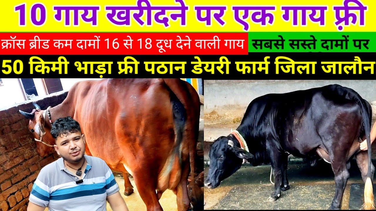 Pathan dairy farm Jalaun | hf sahiwal | 16 से 18 ली दूध देने वाली गाय | पठान डेयरी फार्म जिला जालौन 