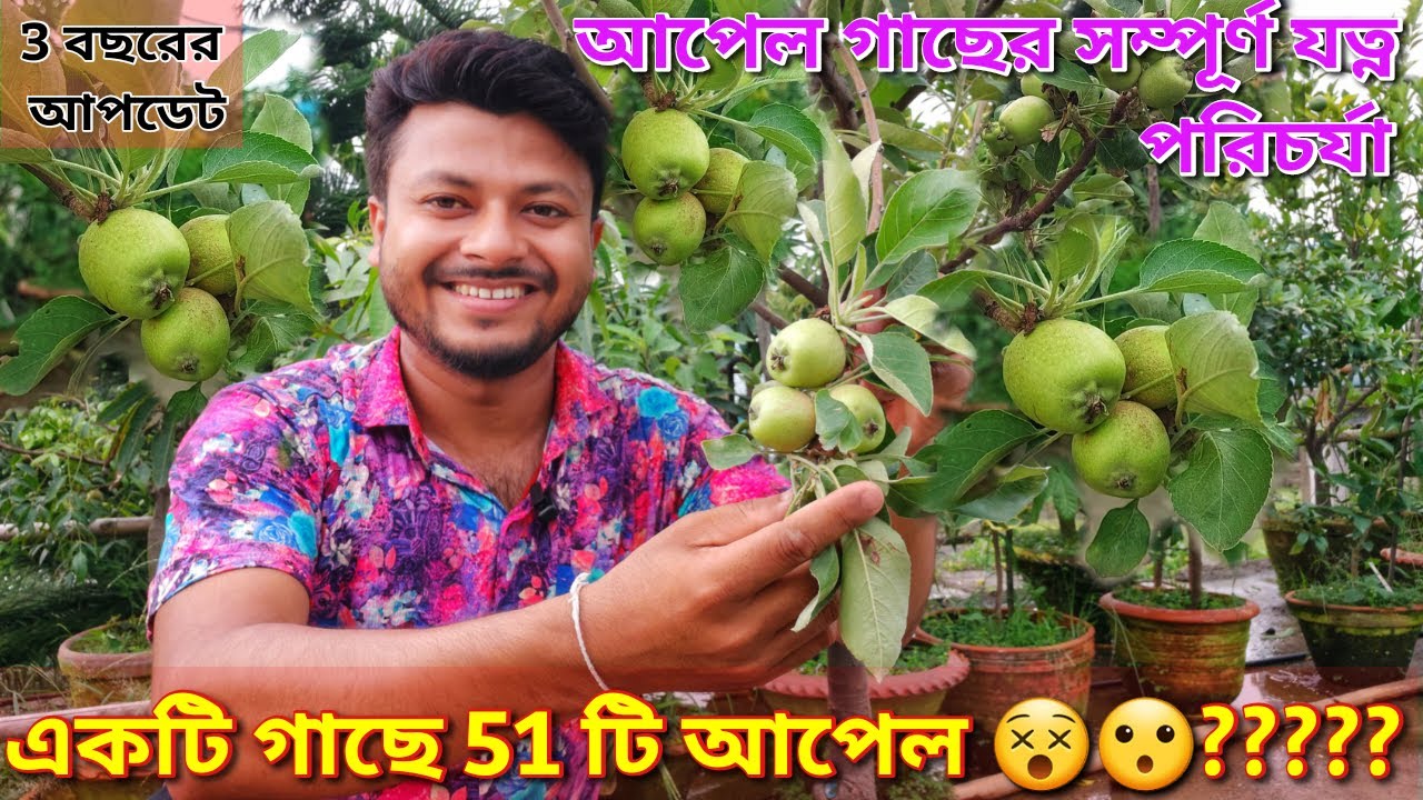 সবচেয়ে সহজ পদ্ধতিতে ছাদবাগানে আপেল চাষ।ছোটো টবেও ধরবে ঝুড়ি ঝুড়ি আপেল।Apple plant care in pot| HRMN99