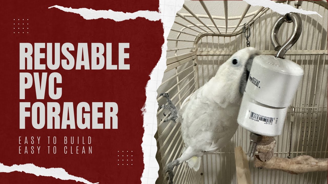 Re-usable Foraging Toy