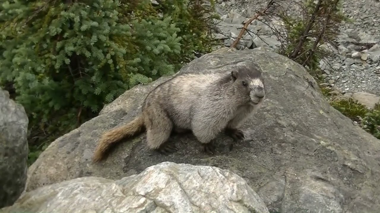 Kanada - Przejazd do Whistler
