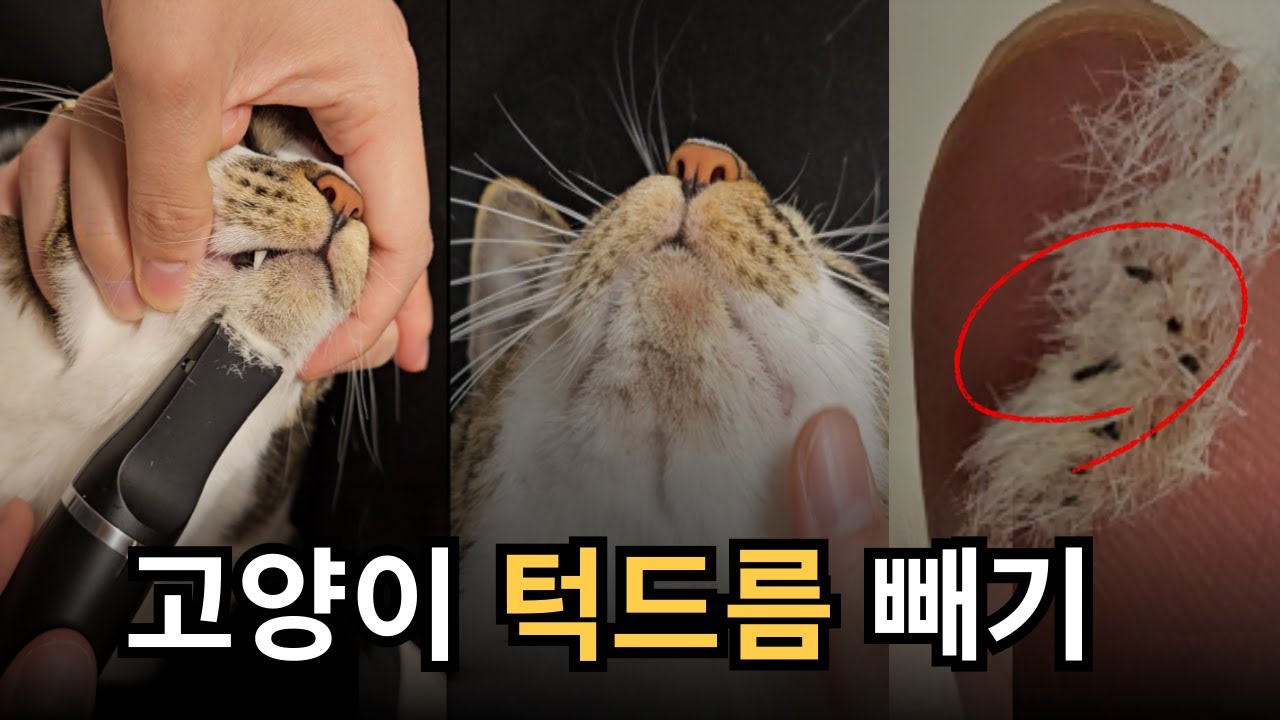 고양이 턱드름 수확하기