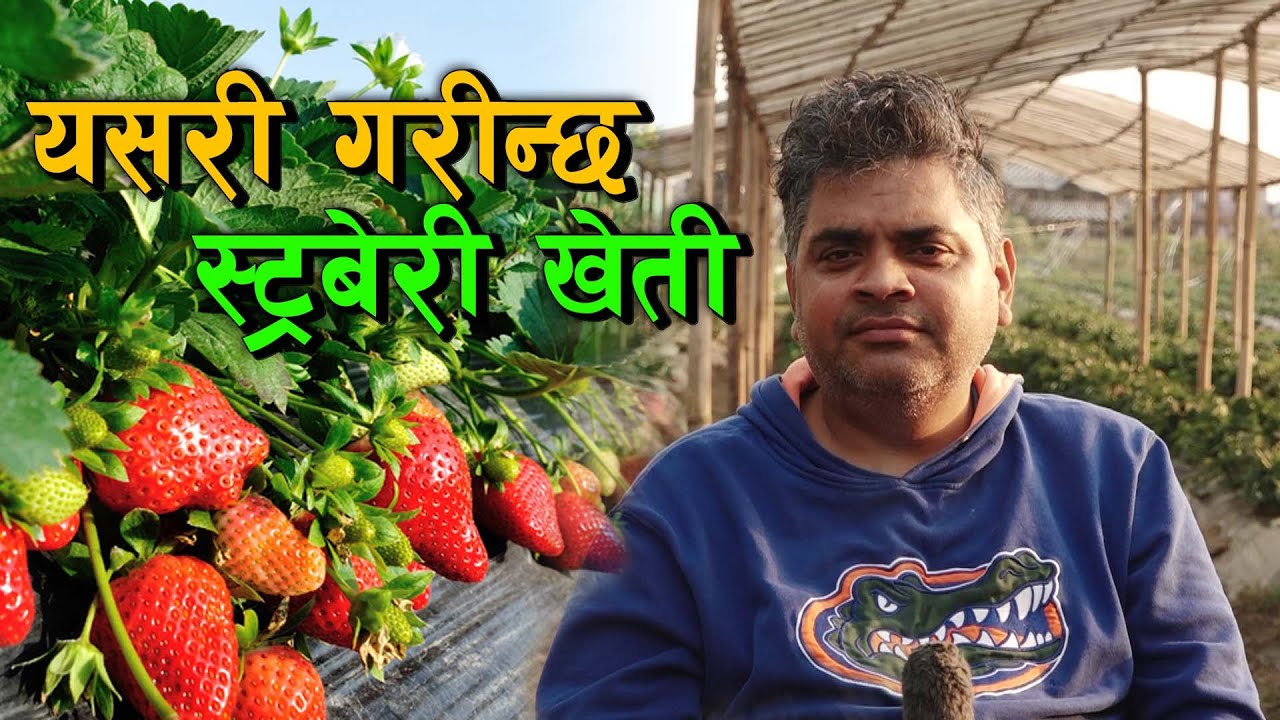स्ट्रबेरी खेती सम्बन्धी  a TO z जानकारी || Strawberry farming in Nepal ||
