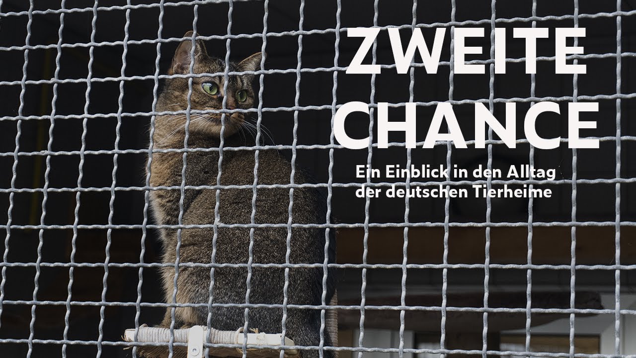 Zweite Chance – Ein Einblick in den Alltag der deutschen Tierheime