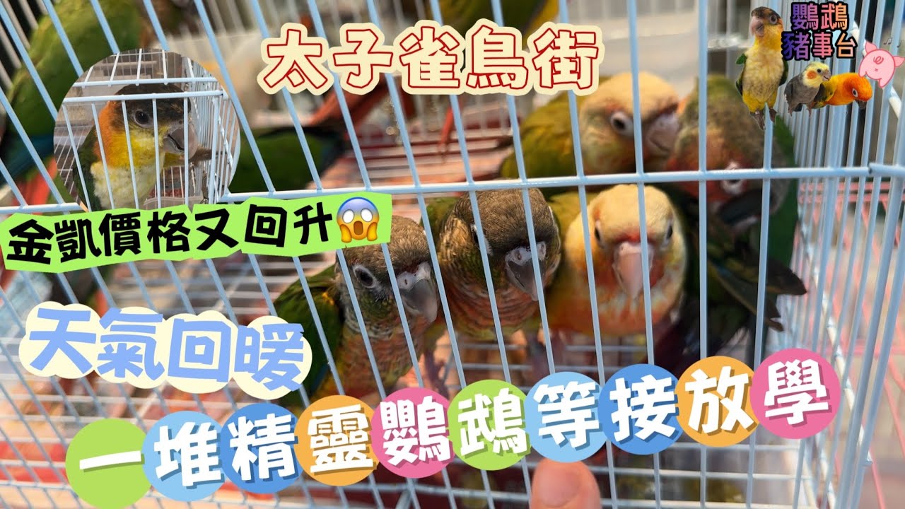 《鸚鵡豬事台》久違的帶大家逛逛雀鳥街｜￼天氣回暖很多寶寶都很活潑｜9:05秒是栗額金剛鸚鵡，我錯了🙇🏼‍♀️金凱價格又回升😱