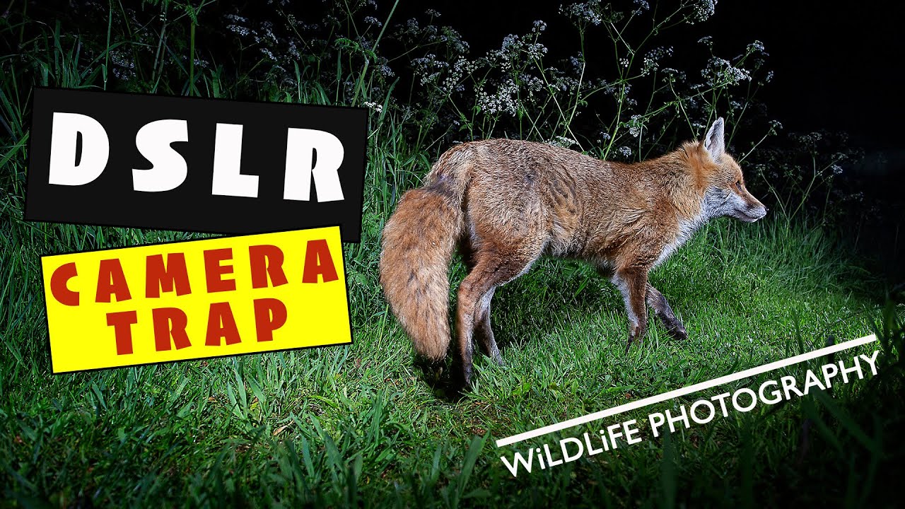 Wildlife Photography - DSLR Camera Trap - Field Testing in my Garden.!