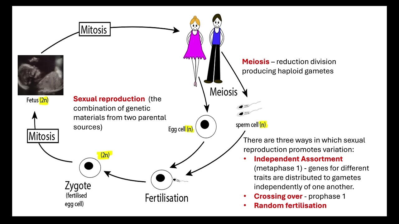 Variation. OCR A-Level Biology Revision Module 4.2.2 Classification and evolution