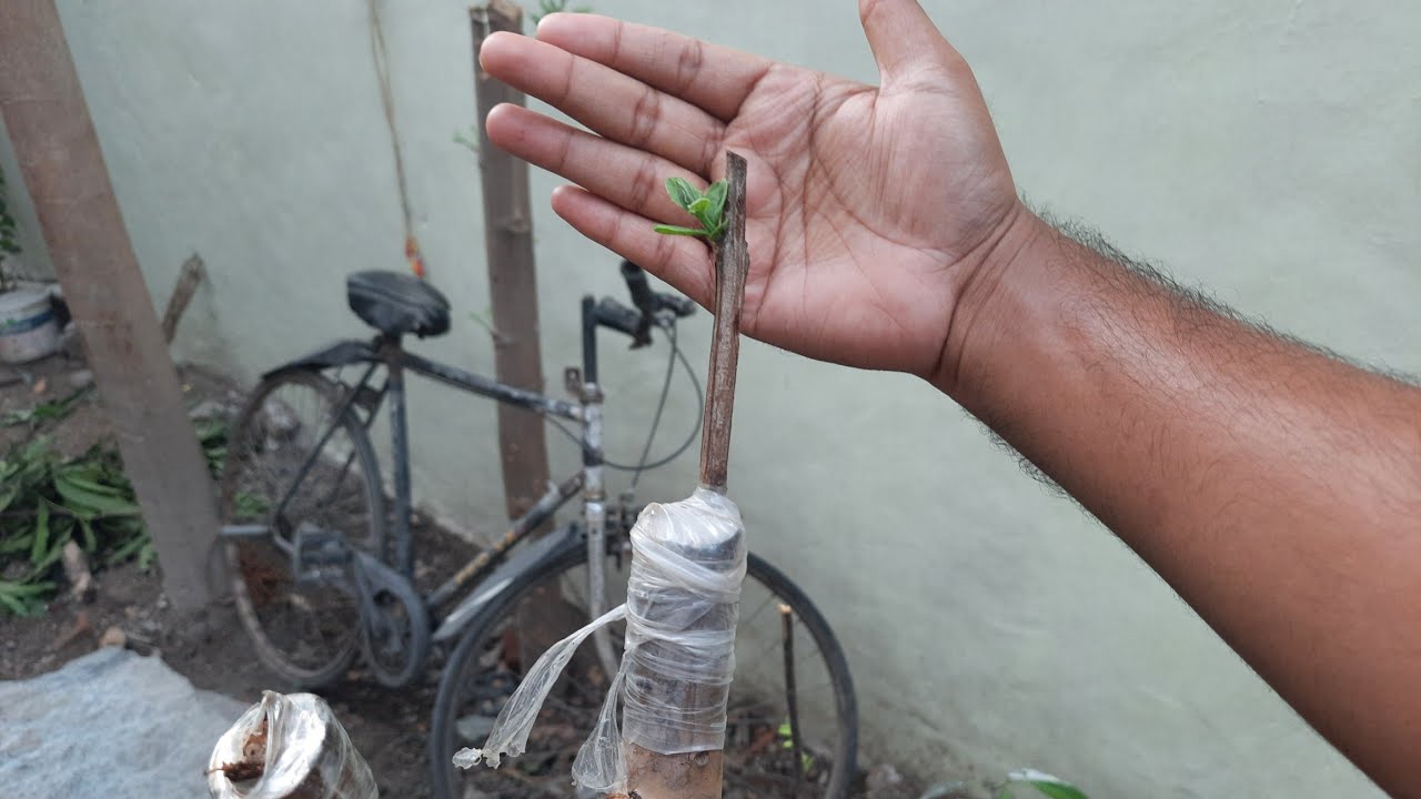 result of bark grafting on big guava tree /परिणाम अमरूद के पेड़ पर छाल कलम