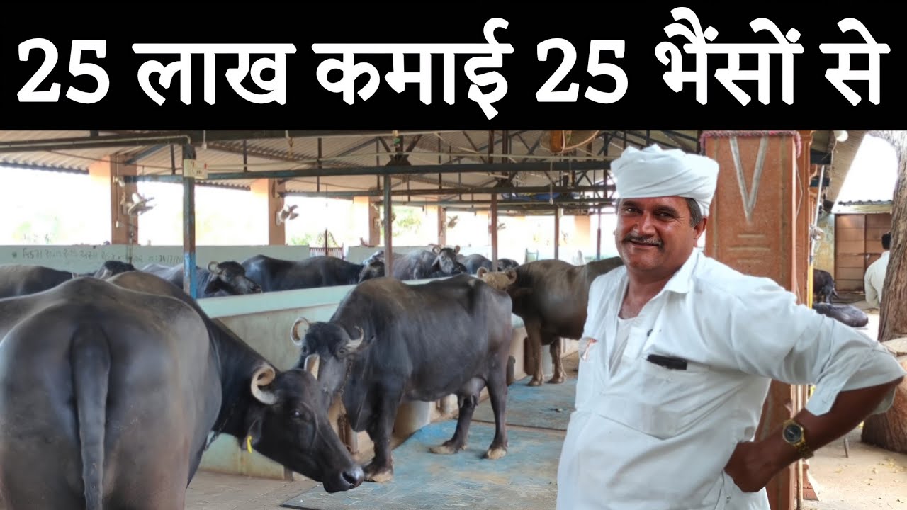 25 मोटी तगड़ी दुधारू भैंसो से 25 लाख की कमाई 🤑 Buffalo Dairy Farm Business Plan 💱