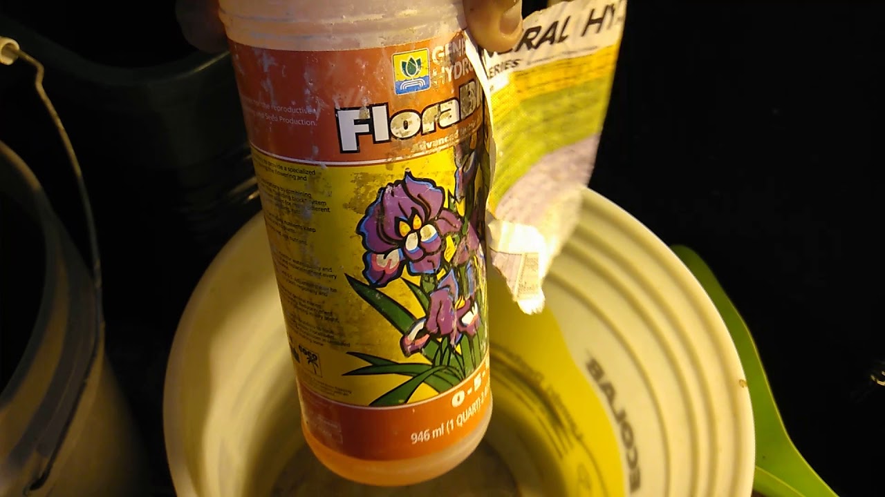 First flower feeding in the 4&times;8 tent