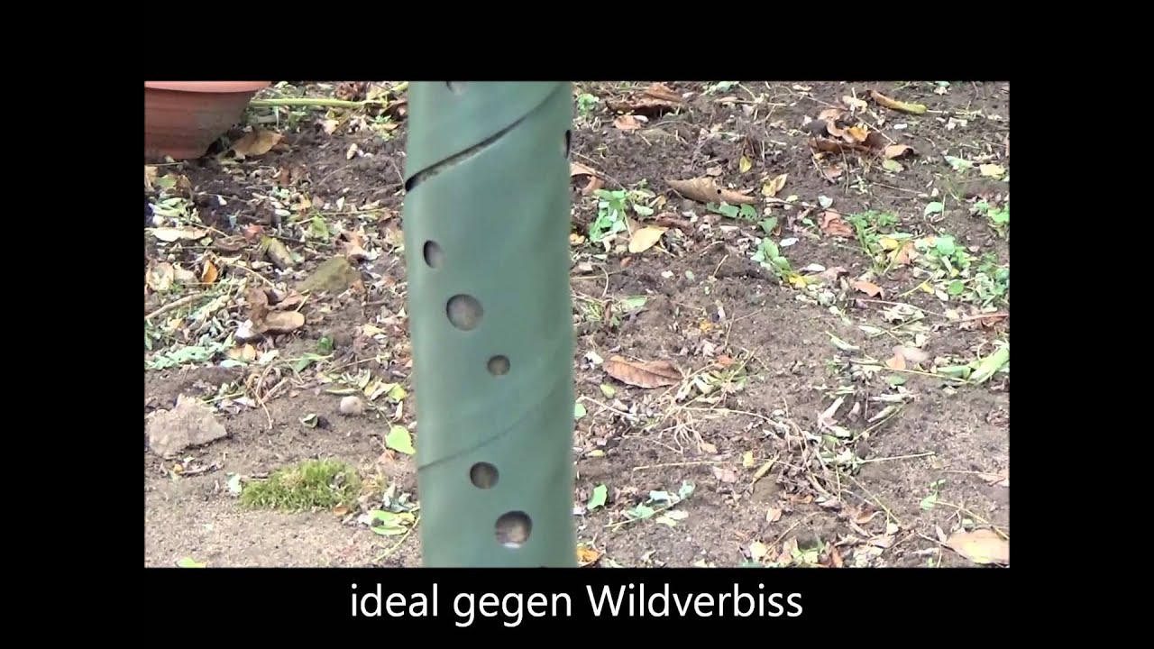 Baumspiralen eine L&ouml;&szlig;ung gegen Wildverbiss