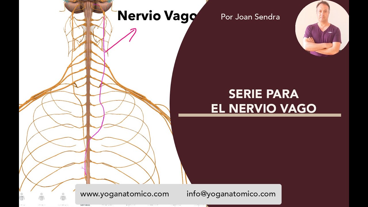 SERIE PAR EL NERVIO VAGO