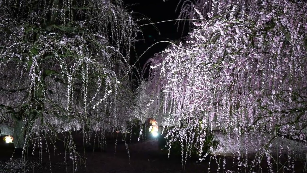 鈴鹿の森庭園　ライトアップ
