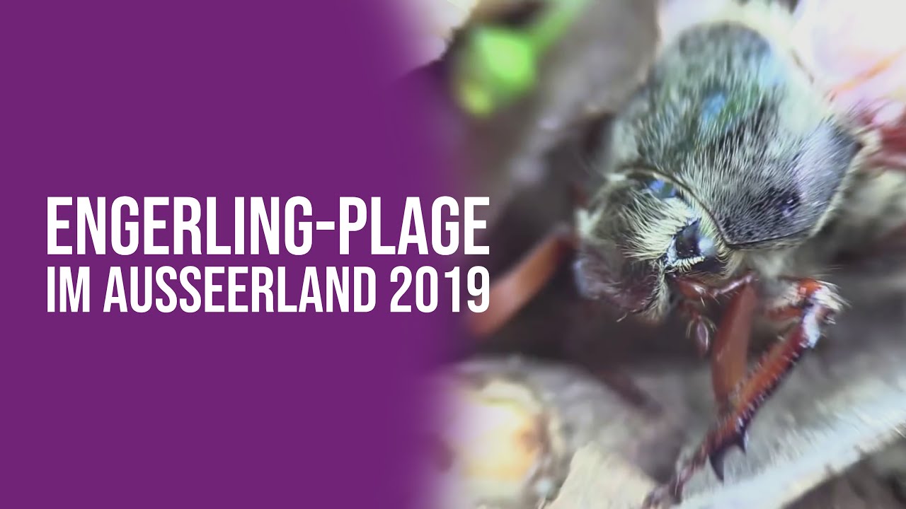 Engerling-Plage im Ausseerland 2019