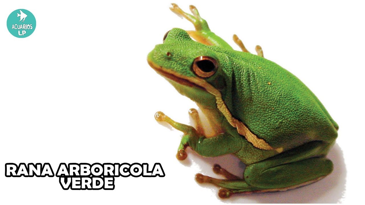RANA ARBORICOLA VERDE | Terrario, Cuidados y Alimentación | AcuariosLP