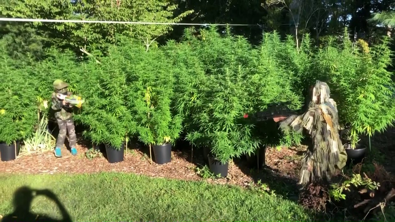 Cape Cod Hemp Grow 2020 Watermelon BaOx