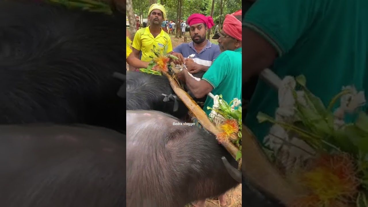ಕಂಬಳ ಕೋಣಗಳಿಗೆ ಮರ ಕಟ್ಟುವುದು...Roap fastening to the racing buffaloes...and gossips...