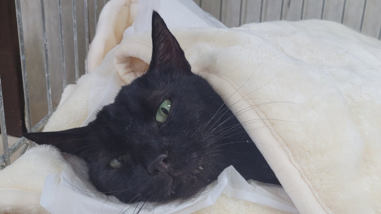 【FIP治療4日目🐱厳しい状況ですが…】Smile to Heart 【譲渡型保護猫カフェ】ねこまる がライブ配信中！