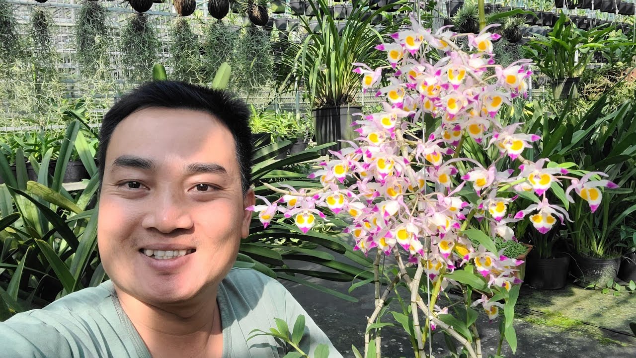 Bí Quyết Lan Nở Hoa Tự Nhiên. Đôi khi tự làm khó chính mình nên không có hoa chơi.