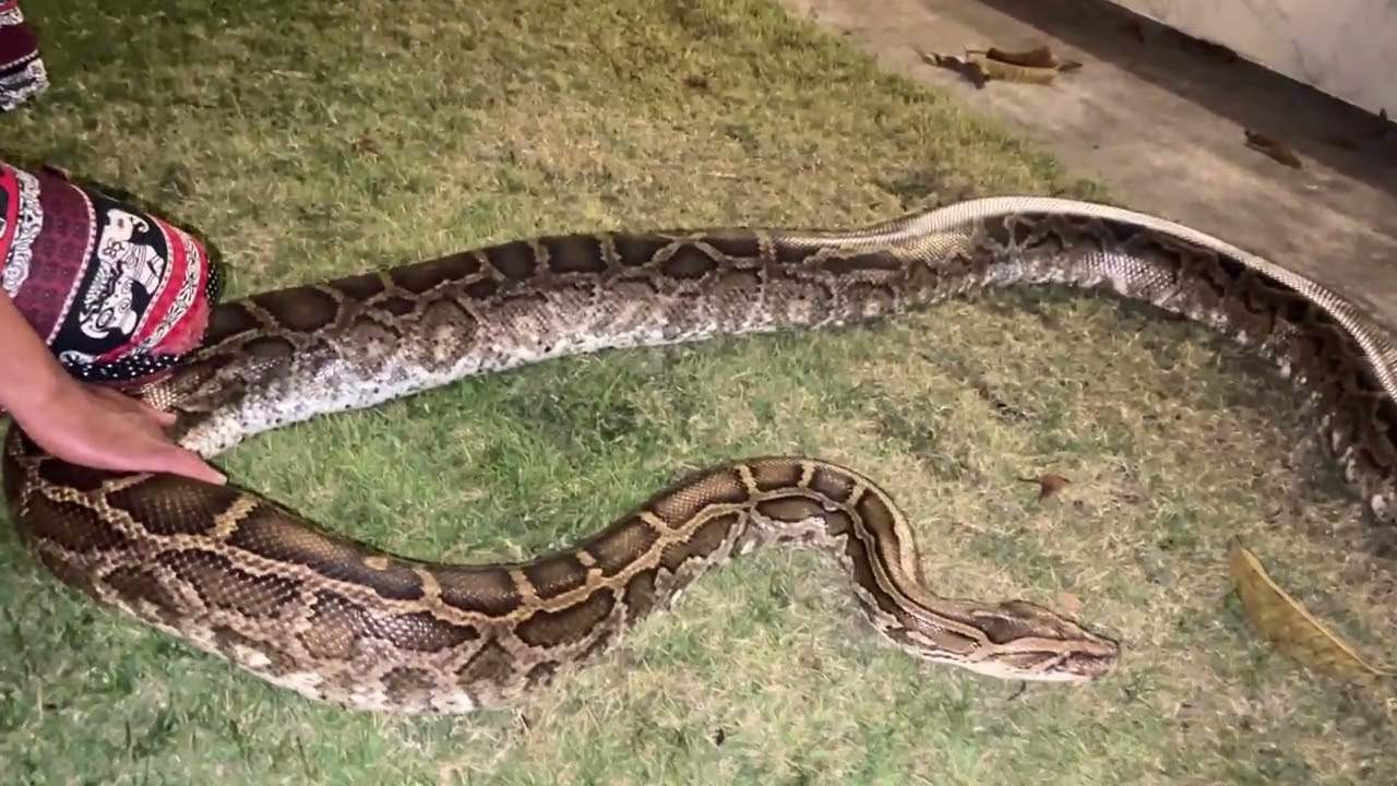 เอางูยักษ์ ออกมาตรวจเช็คสุขภาพ ใครเห็นงูยักษ์ผมตัวนี้ ขอให้โชคดีครับ