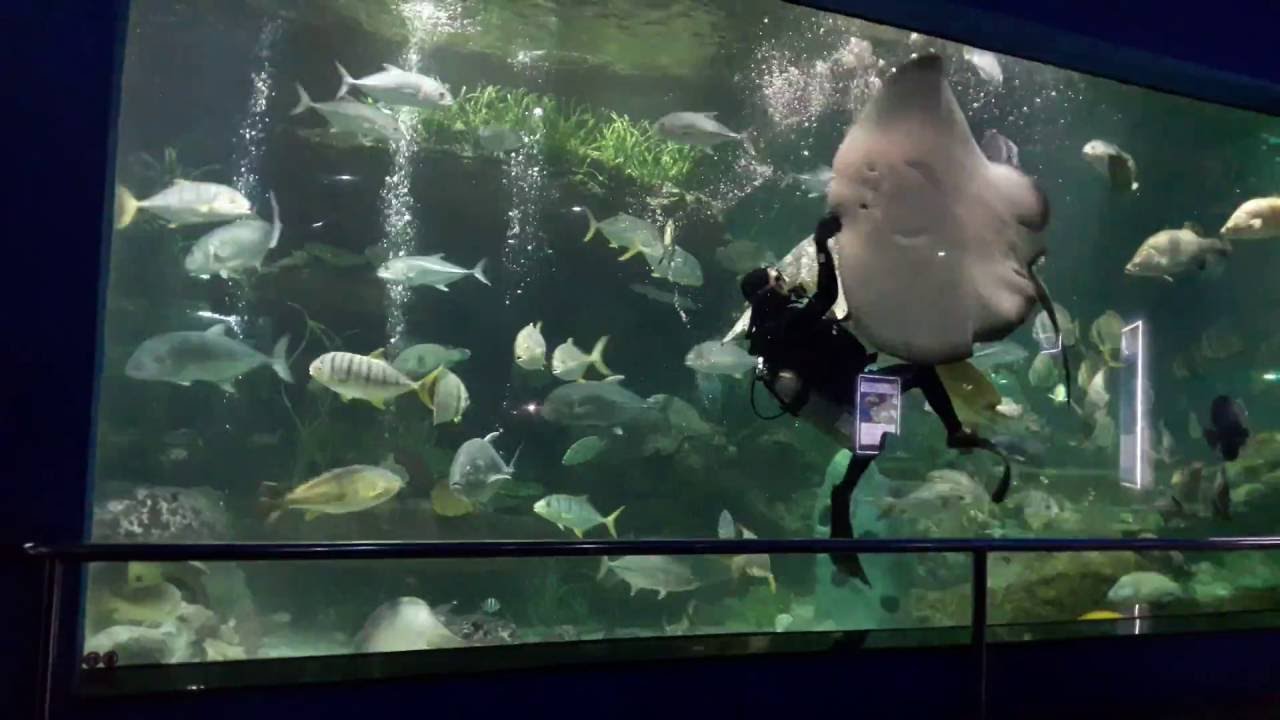 Cho cá ăn ở Thủy cung Vinpearl Land Phú Quốc