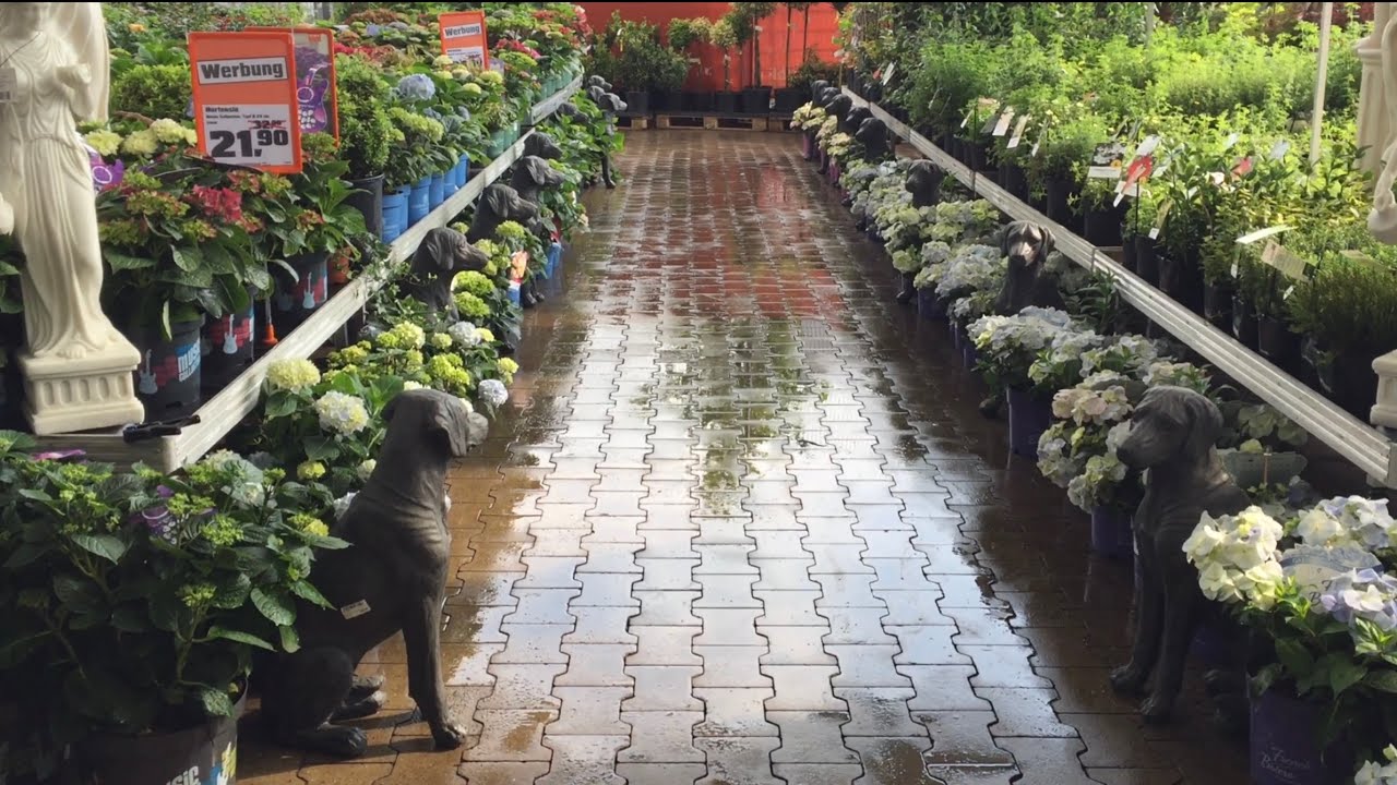 big leaf hydrangea shopping tour 2021 spring Switzerland available varieties Hortensie