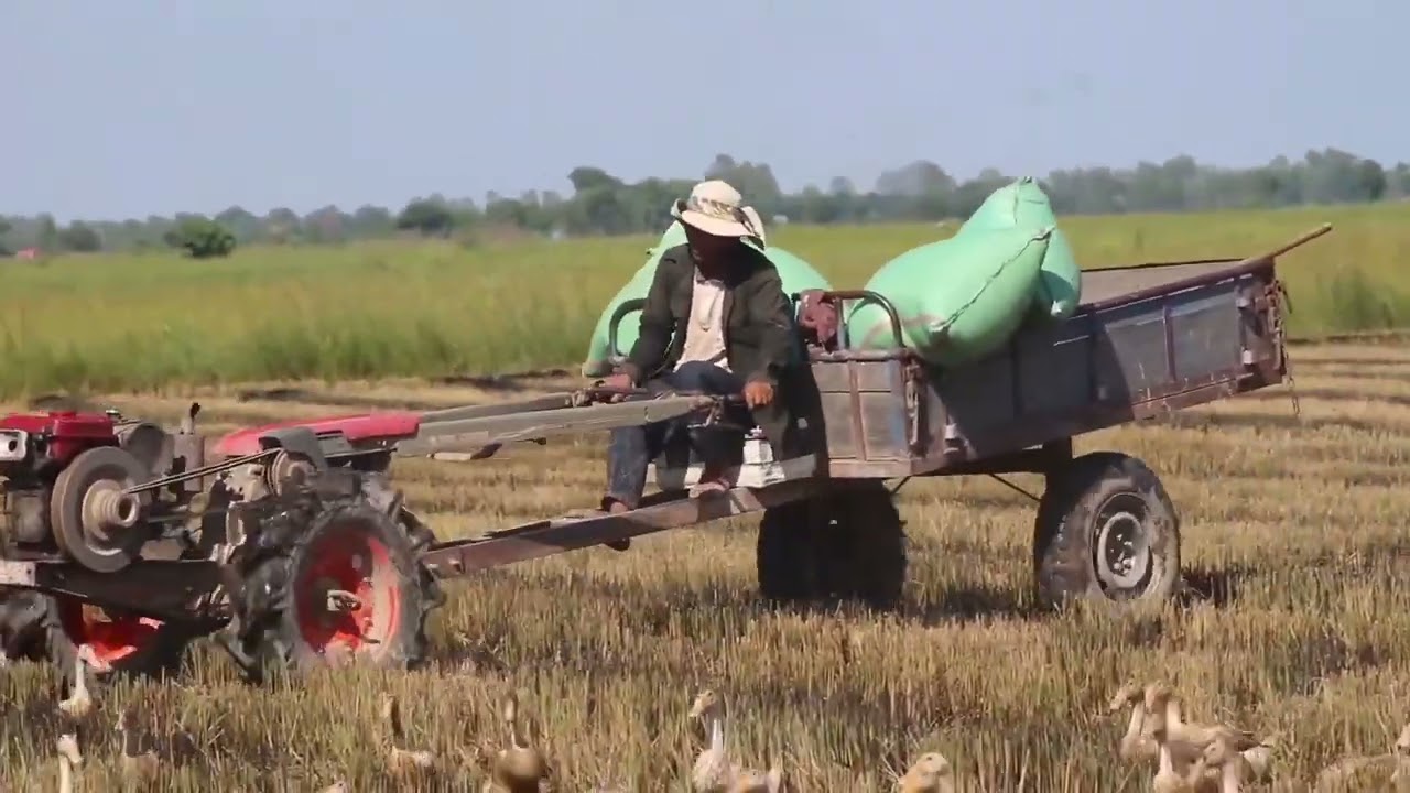 A lot of Small Tractors Carrying Rice/គោយន្តដឹកស្រូវ.