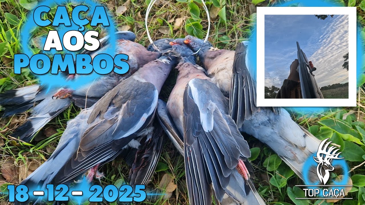 CA&Ccedil;A AOS POMBOS TORCAZES 18-12-2025