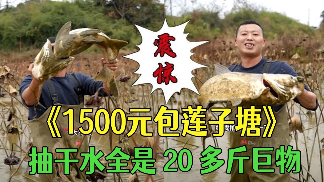 花1500元包下壹個蓮子塘，抽幹水全是20多斤巨物#小飛哥#三農 #我的鄉村生活 #新農人計劃20226#我要上熱門 #fishing
