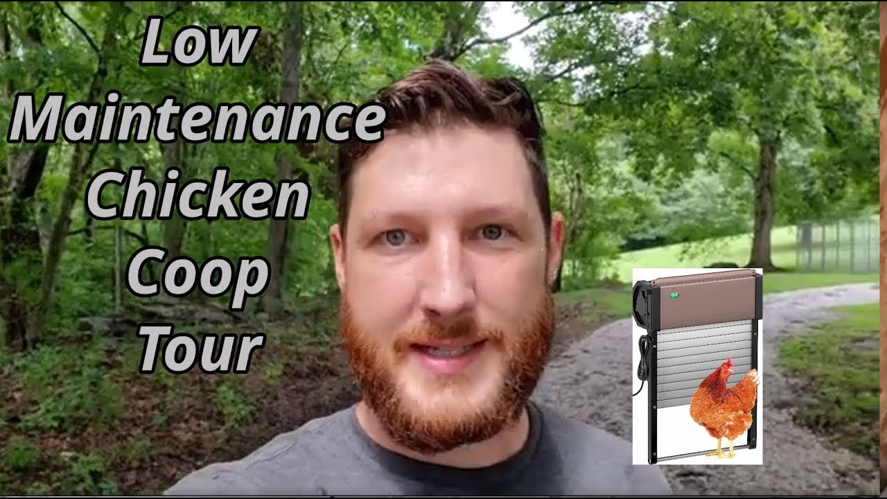 Low maintenance chicken coop