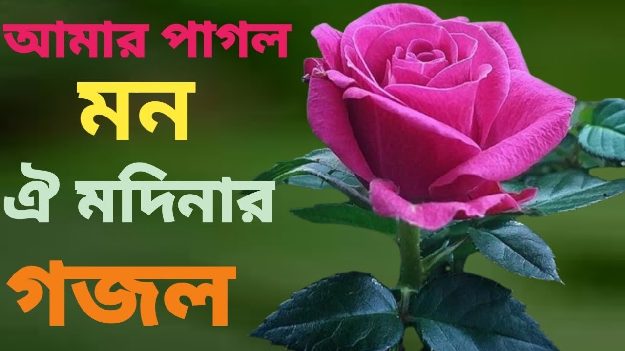 আমার পাগল মন ঐ মদিনার প্রেমে পড়েছে গজল// MS GOJOL TV 25)/\#gojol #video #love 