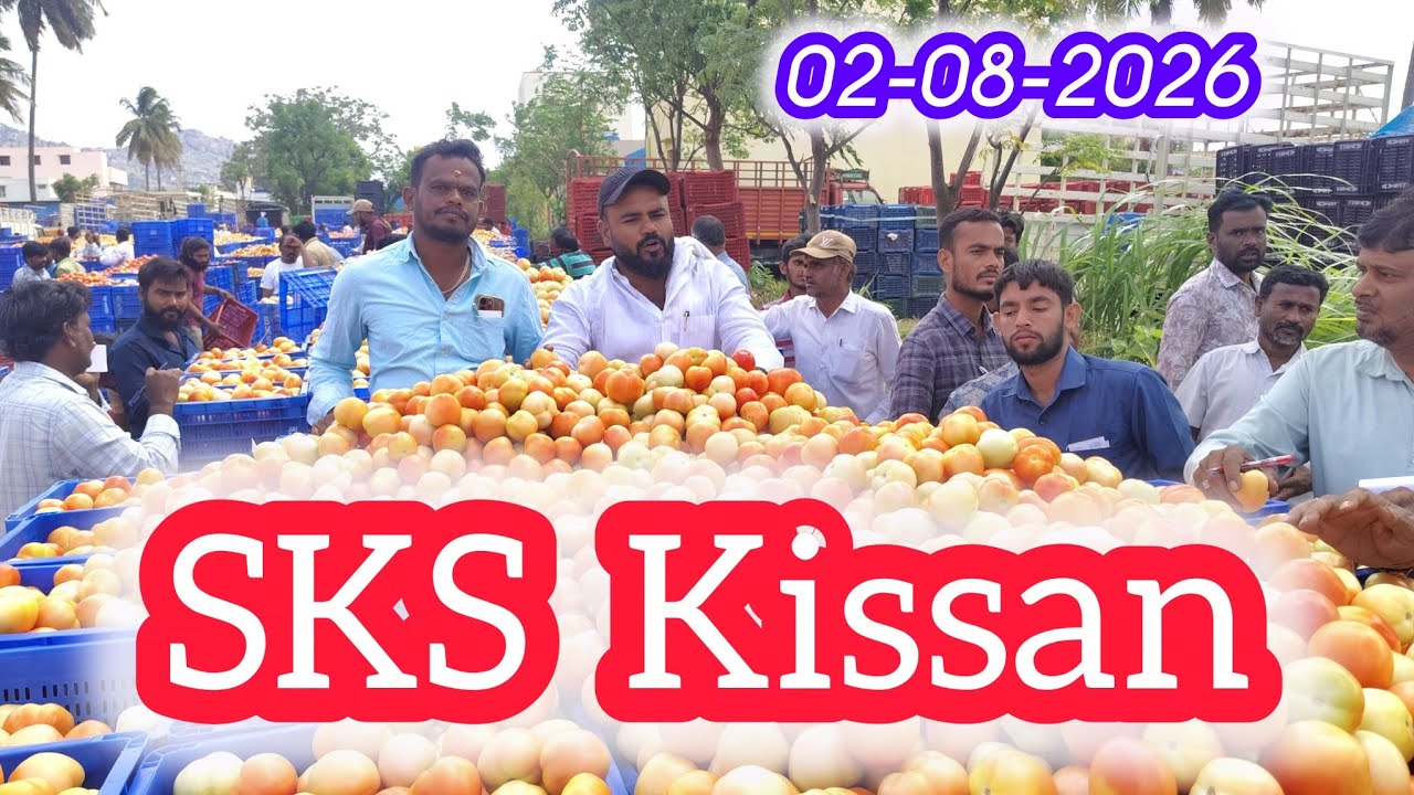 SKS Kissan KOLAR Tomato 🍅 MARKET RATES #todaytomatorate #kolartomatomarketratetoday