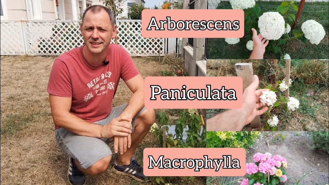 Ingrijirea si inmultirea Hortensiei!